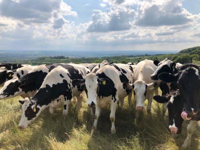Consideration for grazing cattle to reduce the risk of Mastitis and High SCC